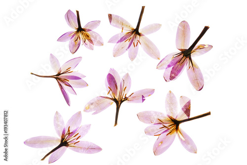 dry crocus flowers
