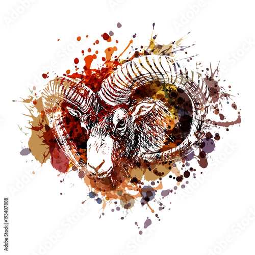 Vector color illustration mouflon head