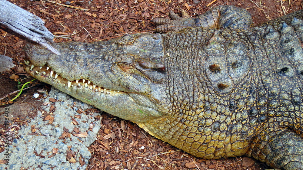 Fototapeta premium Crocodile in Australia