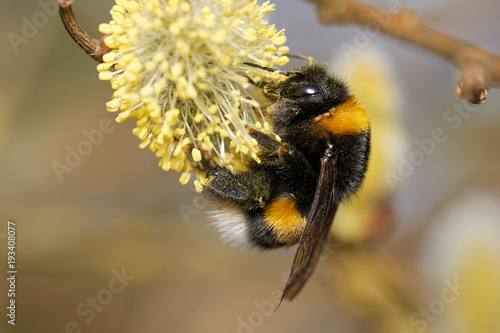 Dunkle Erdhummel photo