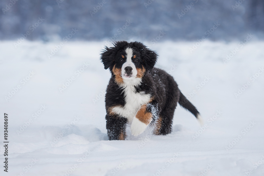 Bernese mountain puppy in winter