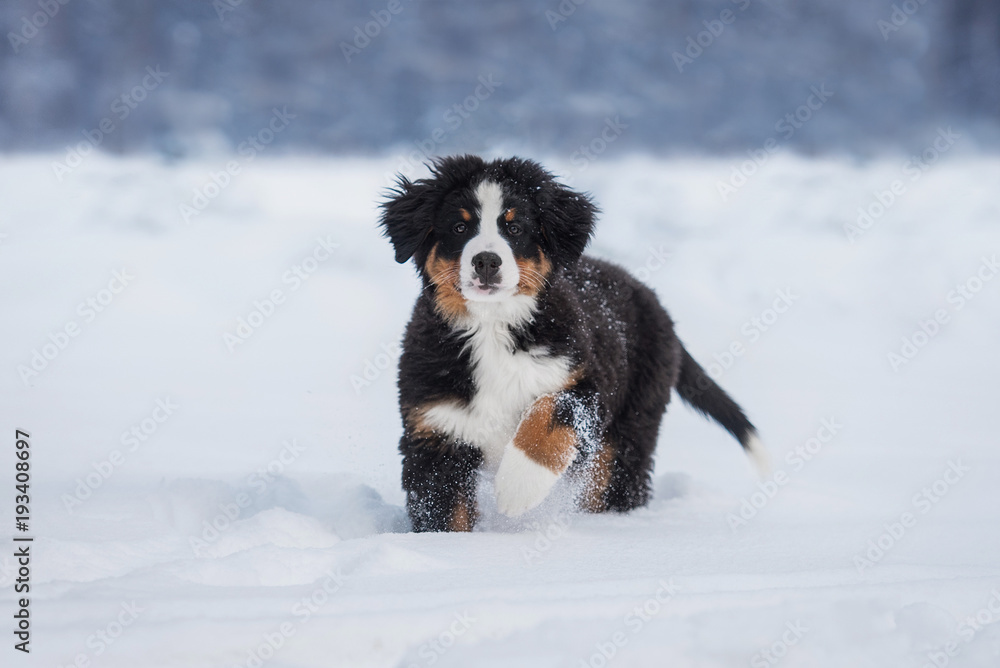 Bernese mountain puppy in winter Bernese mountain puppy in winter