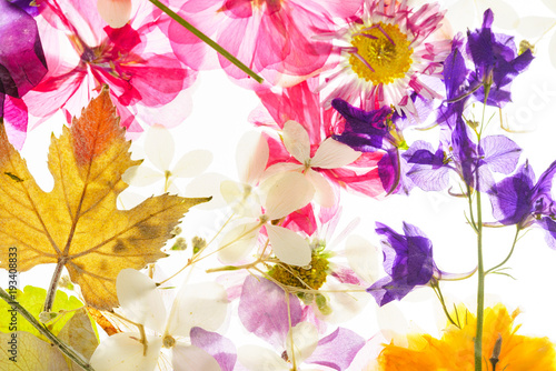 colorful dry flowers