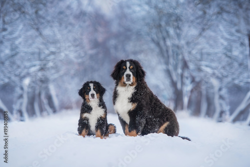 Photography Two bernese mountain dogs in winter