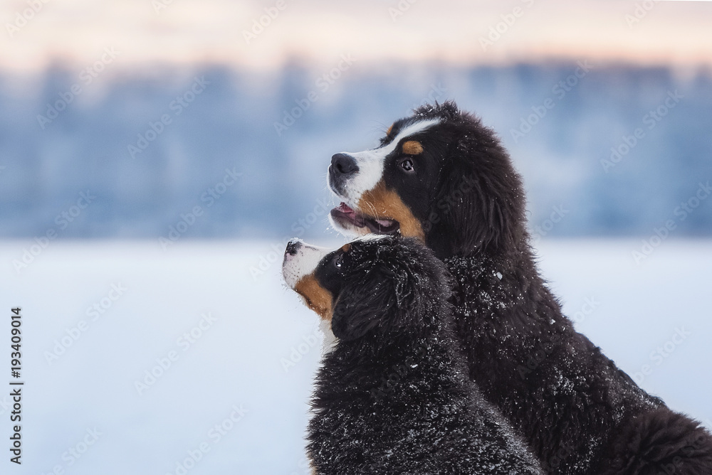 Portrait of bernese mountain dogs in winter