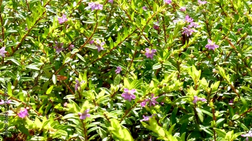 Tropical exotic plants and flowers on Bali island, Indonesia. Daylight, sunny day. Close-up plants, green background.