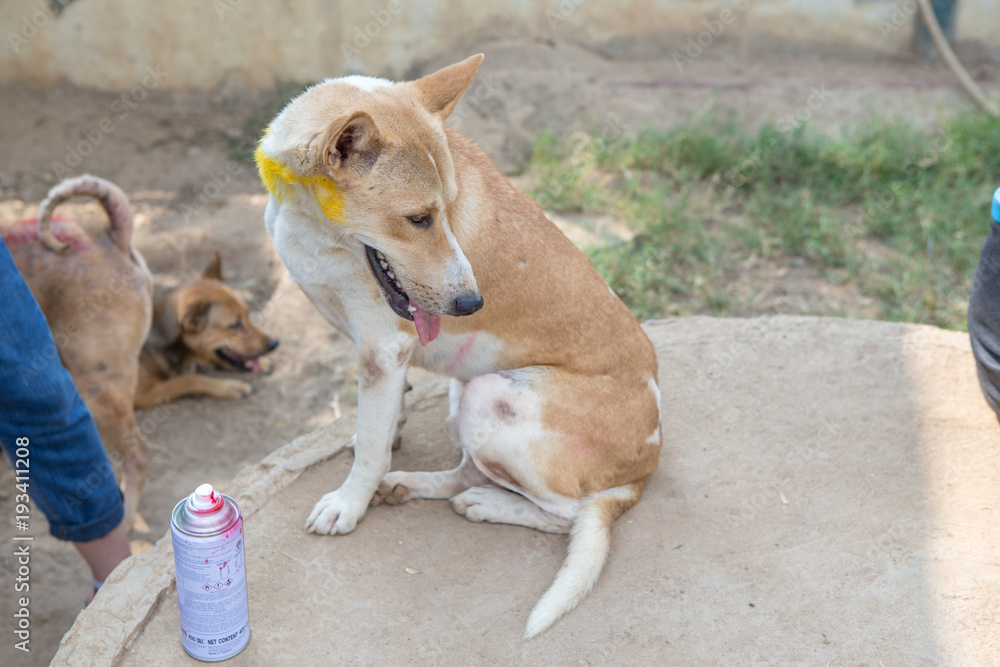 Thai dog  in the garden