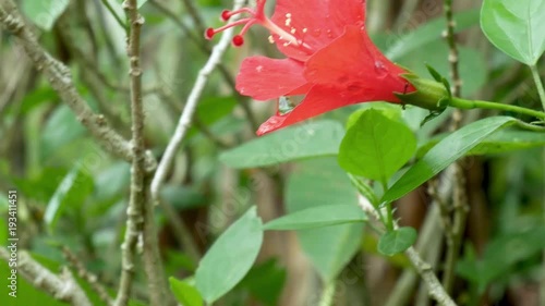 Tropical exotic plants and flowers on Bali island, Indonesia. Daylight, sunny day. Close-up plants, green background.