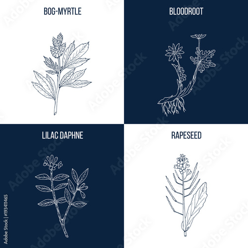 Set of four hand drawn eatable and medicinal plants
