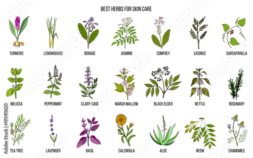 Collection of best herbs for skin care