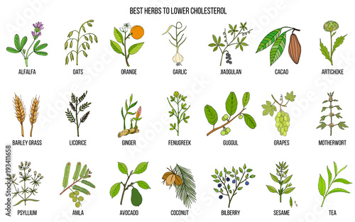 Collection of best herbs for lower cholesterol