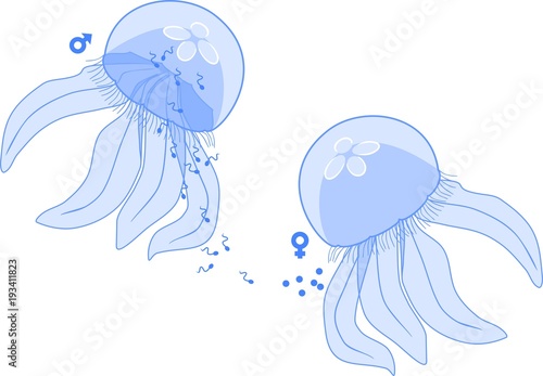 Sexual reproduction in jellyfish: output of male and female gametes