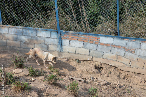 Thai dog in the garden