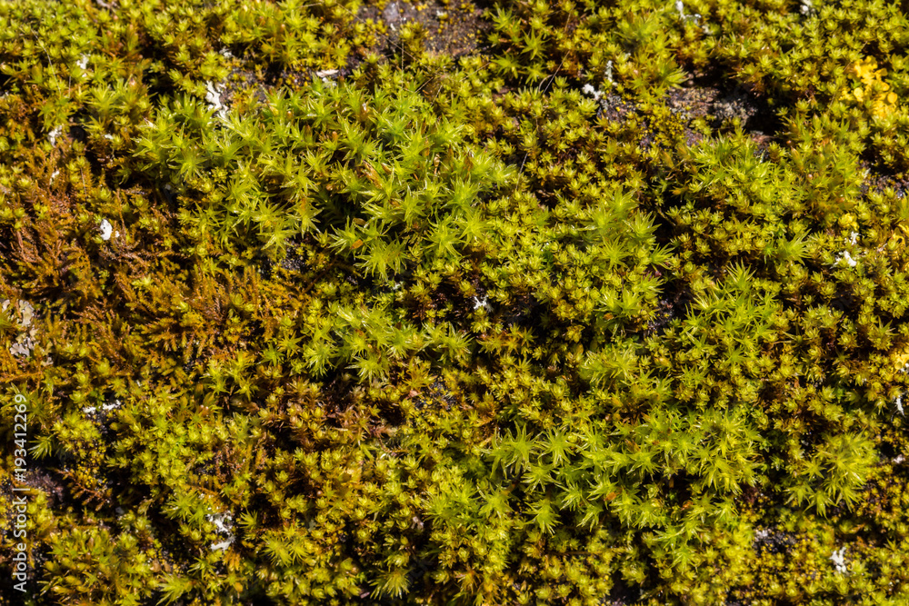 Green moss texture