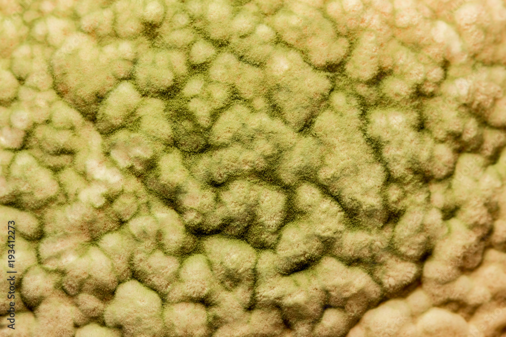Mold macro close up