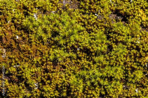 Obraz na płótnie Green moss texture w salonie