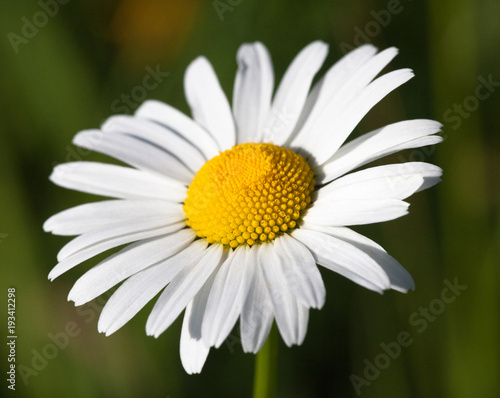 White oxeye daisy