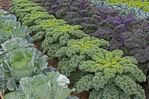 Selection of cabbages and kale in an allotment photo