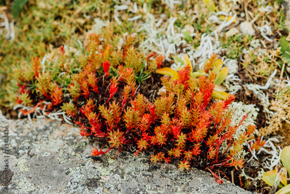 Red moss, the succulents on the mountain rocks Red moss, the succulents on the mountain rocks