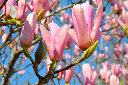 Spring blossom