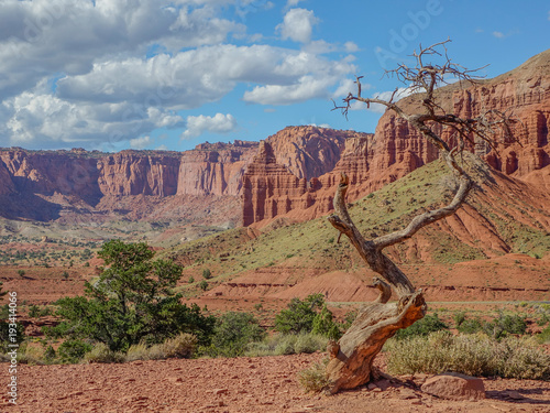 Lonely tree in the vastness of the Capitol Reef National Park, Utah state, United States of America © Rafael