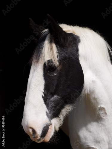 Horse Head Shot