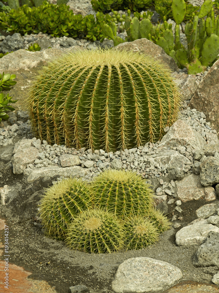 Golden Barrel Cactus in a desert garden Golden Barrel Cactus in a desert garden