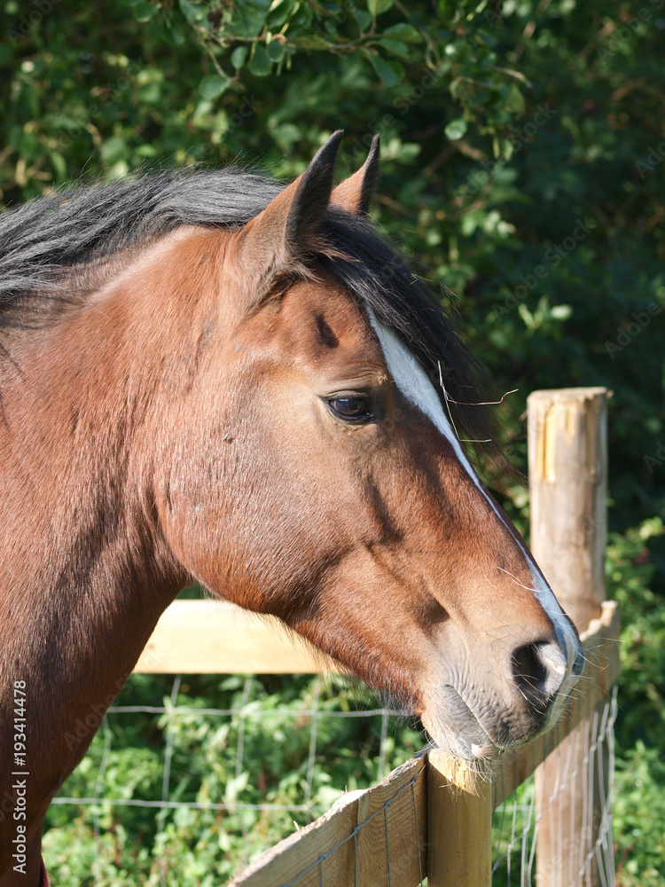 Fototapeta premium Horse Head Shot