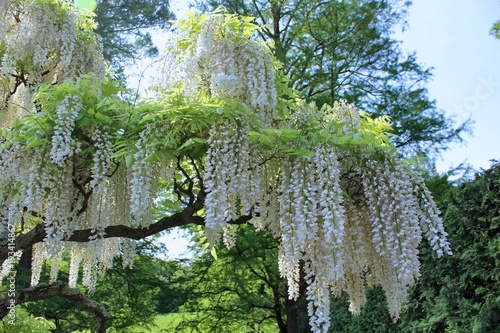 BLOOMING WHITE LILAC TREE