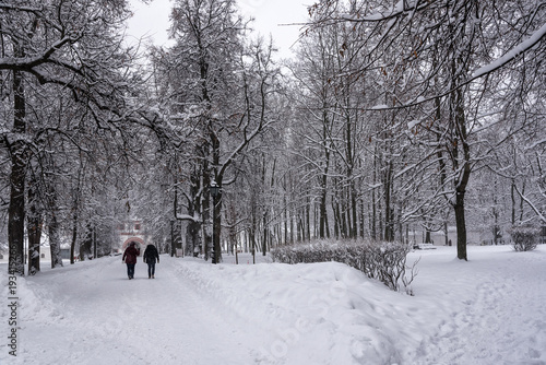 Kolomenskoye Park, winter landscape trees in snow © Екатерина Спиридонов
