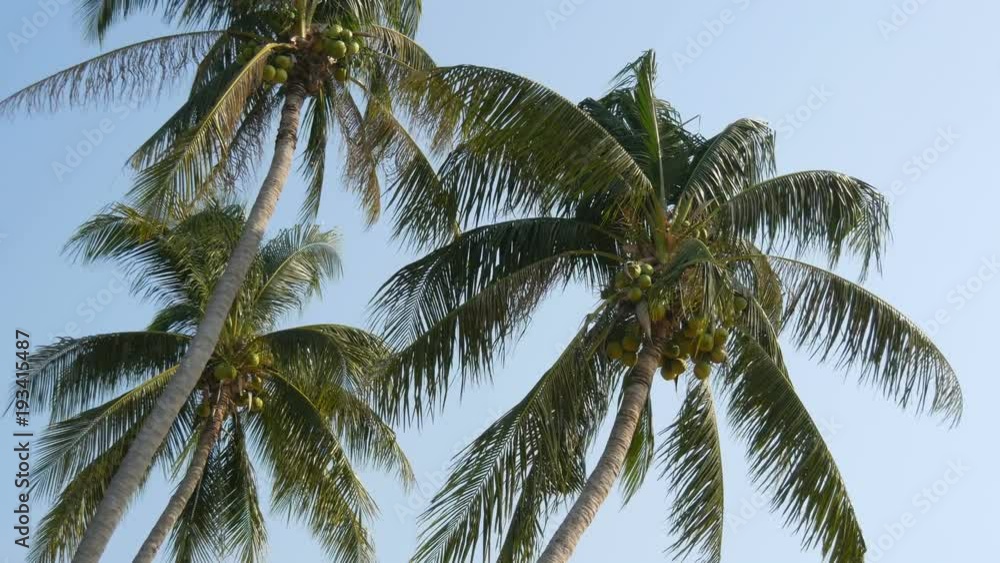 Three coconut palms with green coconuts on palm tree Three coconut palms with green coconuts on palm tree