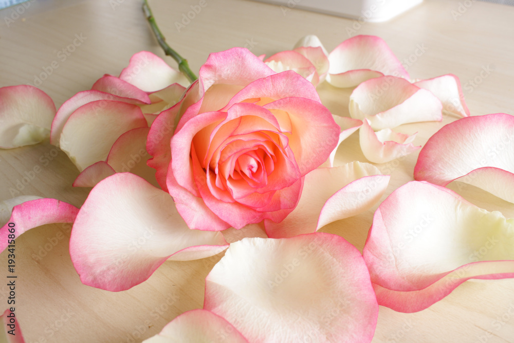 Fototapeta premium background flowers rose bud abstraction
