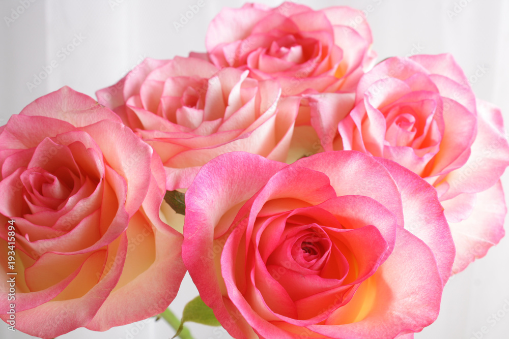 background flowers rose bud abstraction background flowers rose bud abstraction