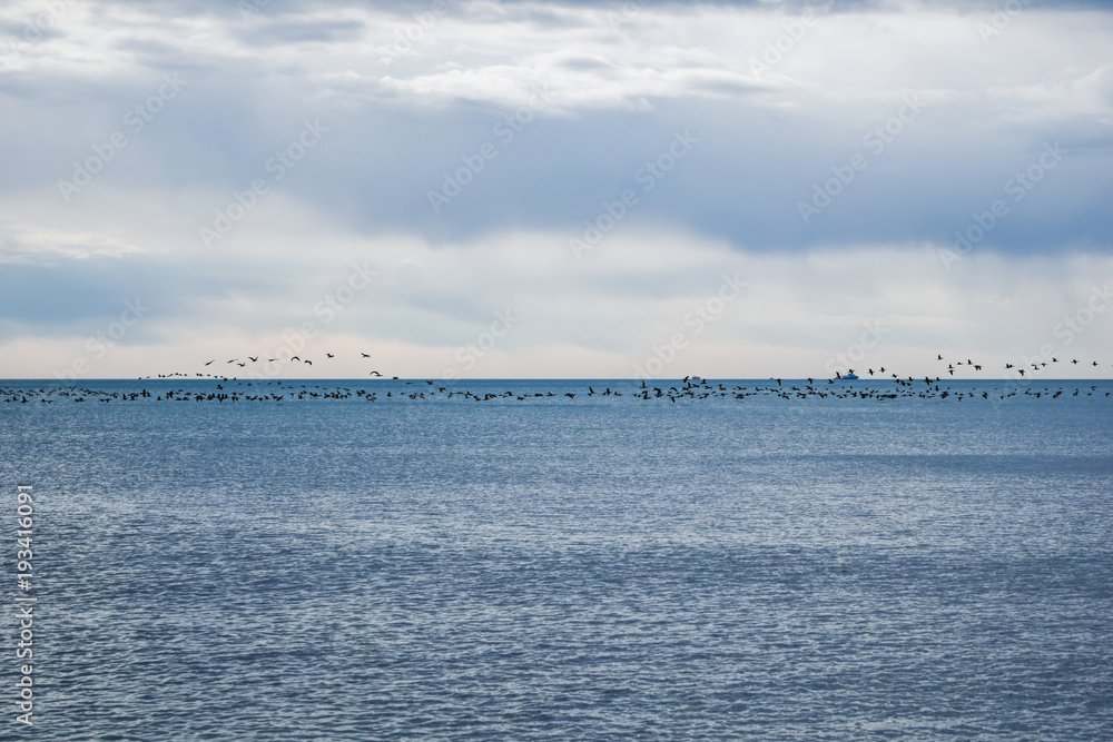 a flock of birds flying low over the sea