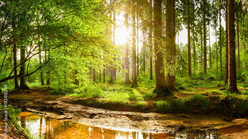 Fototapeta Naklejka Na Ścianę i Meble -  Beautiful forest with bright sun shining through the trees
