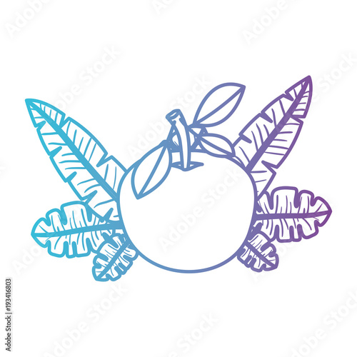 orange with leafs fresh and citrus fruit vector illustration design