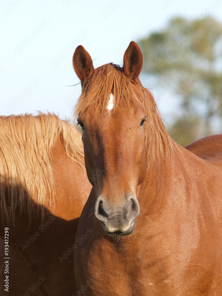 Obraz premium Horse Head Shot