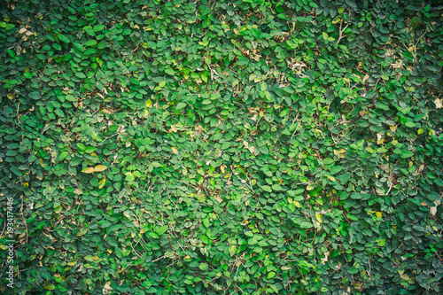 Green natural wall of green ivy growth on white wall for gardening decoration at public park.