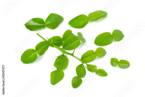 kaffir lime leaf isolate on white background