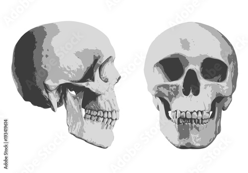 tête de mort - mort - crâne - squelette - face - profil - symbole - tête - horreur - médical - crime