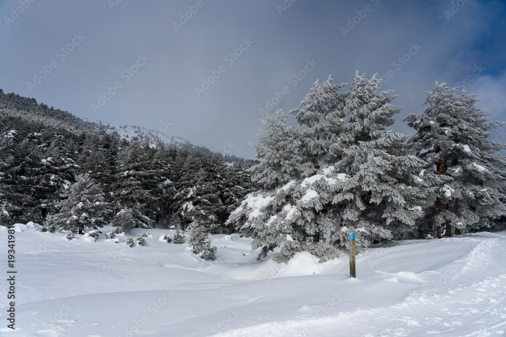 Snowy landscape Snowy landscape