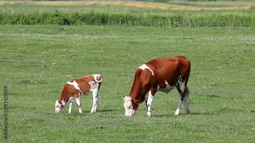cow and calf on pasture spring season