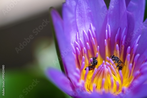 Bee and lotus flower in the garden 