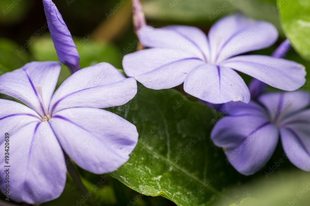 Purple flower in the garden Purple flower in the garden
