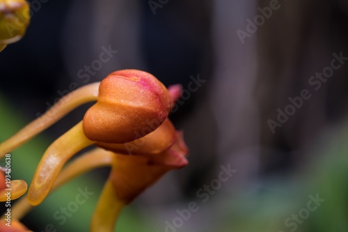 Orchid in the garden 