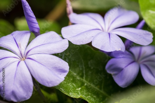 Purple flower in the garden 