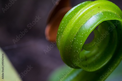 Young fern in the garden 
