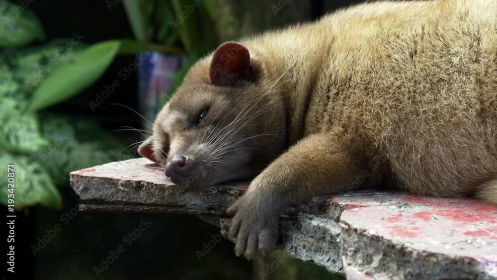 close up of a sleeping luwak in a coffee shop at tanah lot temple, bali close up of a sleeping luwak in a coffee shop at tanah lot temple, bali