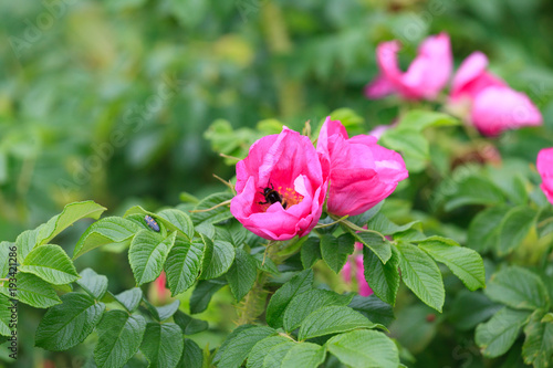 Flower and briar foliage and bumblebee.