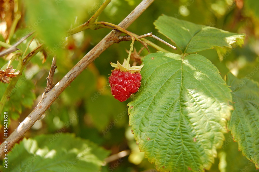 Rubus idaeus Rubus idaeus